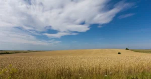 Пшеничные поля в Украине во время жатвы